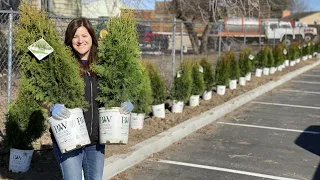 We Figured Out an Easier Way to Plant a Hedge of Arborvitaes! 💪🌲😃// Garden Answer