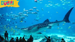 The Lost Chambers Aquarium Atlantis The Palm In Dubai Expo2020||SRF3 WORLD
