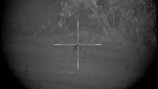 Foxing and Rabbiting with the Pulsar Digisight Ultra N355