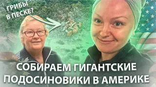 СБОР ГРИБОВ В АМЕРИКЕ / ТАКОЕ ВООБЩЕ БЫВАЕТ? ВОТ ЭТО УДАЧА! #сша #лесныегрибы #подосиновики #грибы