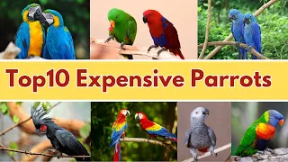 Top10 Expensive Parrots in The World 2023