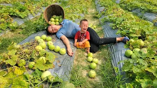 Single mother: harvests a melon garden to sell at the market - builds a farm