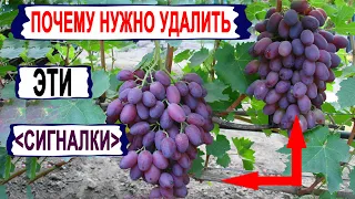 🍇 Даже не ДУМАЙ оставлять ЭТИ СИГНАЛЬНЫЕ ГРОЗДИ на винограде. Как виноградари обманывают сами себя!
