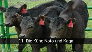 Tiere, die geklont wurden