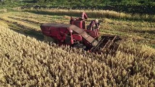 Massey Ferguson Combine