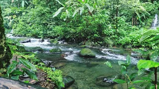 Natural forest sounds, calm water flow with the sound of tropical forest insects