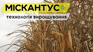 МІСКАНТУС: сфери використання та технології вирощування / СуперАгроном