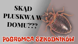 Pluskwa domowa skąd się bierze