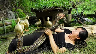 Being attacked by a python - Try to protect the ducklings| Off-Grid Living