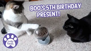 A Touch Activated Cat Food Dispenser For Boo's 5th Birthday!