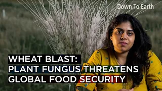 Wheat blast: Potential plant pandemic threatens global food security