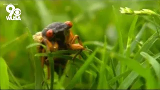 Should you keep cicadas away with insecticides? | Answering your cicada questions