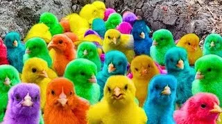 Catching Cute Colorful Chickens Chickens, Rainbow Chicks, Rabbits, Animal Sound, Cute Animals 🐥💖🌈