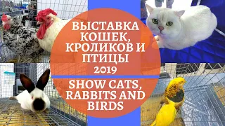 ВЫСТАВКА КОШЕК, КРОЛИКОВ И ПТИЦЫ 2019 | SHOW CATS, RABBITS AND BIRDS 2019 EXPOPERM