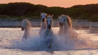 Camargue  The Romance of Wild Horses