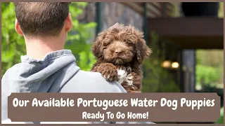 Our Available Portuguese Water Dog Puppies | Ready To Go Home!