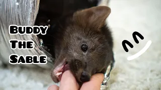 Соболь Бадди готовится стать гимнастом sable Buddy preparing to become a gymnast 🤸‍♀️