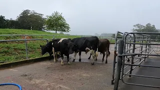 The bulls are out, mating is done