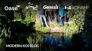 Modern Koi Blog #6013 - Alberts liebevoll gebauter naturnaher 11 000 Liter Koiteich