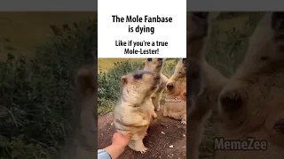the mole fanbase is dying