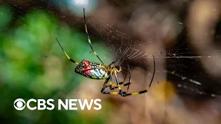 East Coast braces for surge of invasive flying spiders