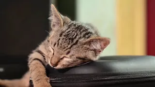 Кошки отдыхают (Релакс видео) / Cats are resting (Relax video)