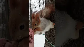 Беременная белка села на шпагат / Pregnant squirrel sat on the splits