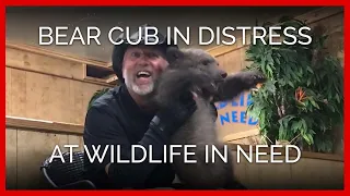 Bear Cub in Extreme Distress and Terror at Wildlife in Need