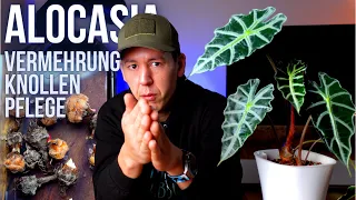 Alocasia vermehren mit Knollen bzw. Rhizome - Wir schauen nach zwei Jahren Pflege in den Topf!