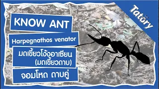 KNOW ANT EP6 : Harpegnathos venator มดเขี้ยวดาบ มดเขี้ยวโง้งอาเซียน จอมโหด ดาบคู่ | Tatory