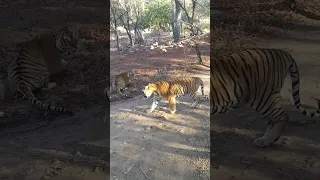 Tiger fight scene