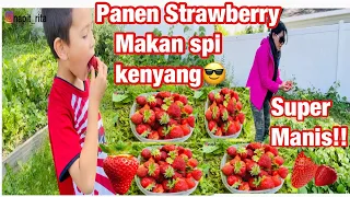 BERSYUKUR BGT PANEN STRAWBERRY DI KEBUN SENDIRI MAKAN SEPUASNYA SAMPAI KENYANG 🤩 🥳