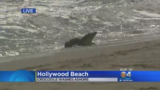 Crocodile Hits The Beach In Hollywood