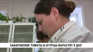 Хабаровские томаты и огурцы вырастят в ДНР