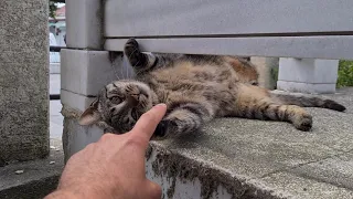 Very cute playful tabby cat.