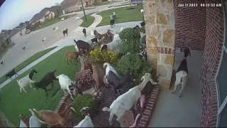 Gang of goats take over a Texas neighborhood