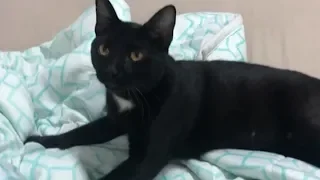 My Cat Wakes Me Up Every Morning