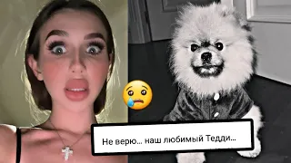 УЖАС! ТРАГЕДИЯ! ЧТО СЛУЧИЛОСЬ С СОБАКОЙ ЛЕДИ ДИАНЫ?