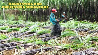 Harvesting BILLIONS of TON of Sugarcane to Make Sugar - Sugar Processing Line at the Factory