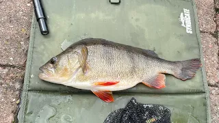 Witnessing a giant perch over 3lb caught on the Tees at Thornaby