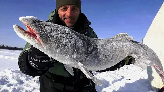 ДА ОН В ЛУНКУ НЕ ЛЕЗЕТ!!! ДА ЭТО ТАЙМЕНЬ. Рыбалка в Якутии