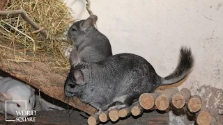 chinchilla attack | Chinchillas are native to the Andes Mountains