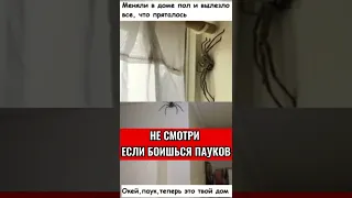 НЕ СМОТРИ ЕСЛИ БОИШЬСЯ ПАУКОВ