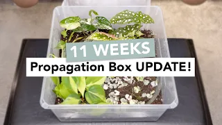 Transplanting Cuttings from Propagation Box