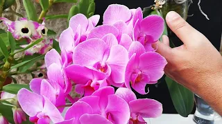 CÓMO CUIDAR PHALAENOPSIS PLANTADA EN VERTICAL RECICLA BOTELLAS DE PLÁSTICO PET EN MACETAS COLGANTES