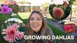 Planting Dahlias 2023! A Full Dahlia Growing Guide 🌸🌿💞 // Coast to Coast Home and Garden