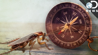 What Magnetizing Cockroaches Can Teach Us About Navigation