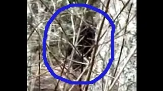 Bigfoot filmed on March 9 2013