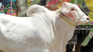 Multan Cow Mandi Main Janweron Ko Dekh Kay Dil Khush Hojaye | SS Tv  |