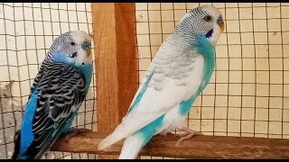 3 Hour of Budgie Best Friends Talking, Playing and Singing